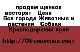 продам щенков восторят › Цена ­ 7 000 - Все города Животные и растения » Собаки   . Краснодарский край